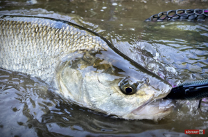 rapala-prop-bolen-4-300x200-1.jpg