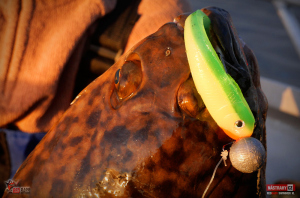 swimmer_xl_halibut_4-300x200-1.jpg