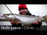 VIDEO: Mořští pstruzi v Dánsku